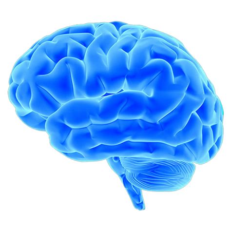 Brain Png Image With Transparent Background Free Png Images