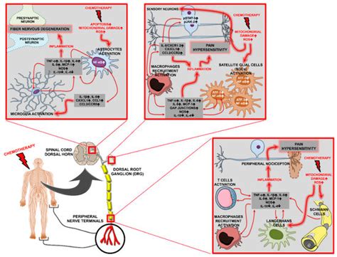 Ijms Free Full Text Chemokine Signaling In Chemotherapy Induced