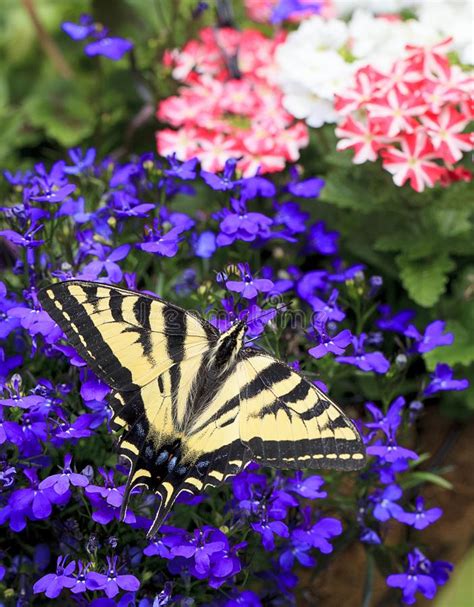 Tiger Swallowtail Butterfly Papilio Glaucas Orientale Su Lobelia