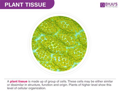 Plant Tissue Meristematic Tissues