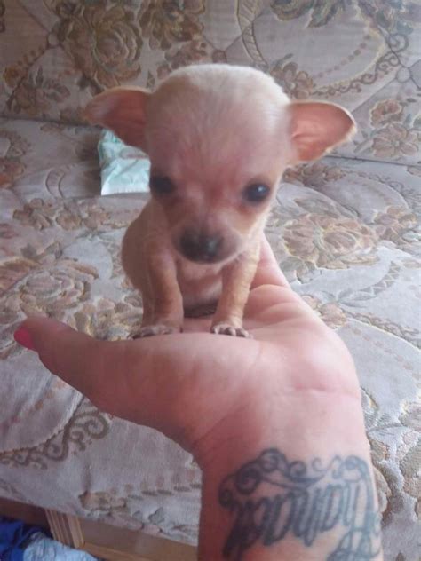 Short Haired Teacup Chihuahua Puppy In Cardiff Gumtree