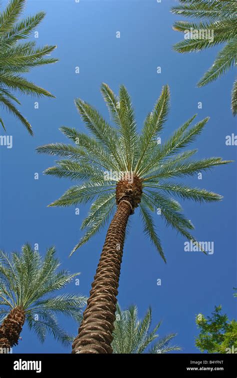 Palm Trees California Palm Tree S Ca Fan Palm Native California Palm