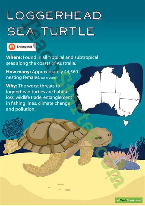 Loggerhead Sea Turtle Endangered Animal Poster Loggerhead Sea Turtle