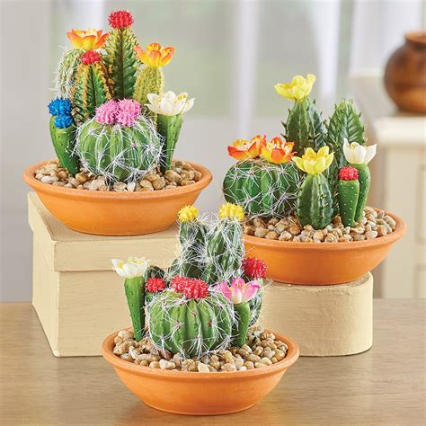 Terracotta Potted Artificial Flowering Cacti 3 Piece Set Collections Etc