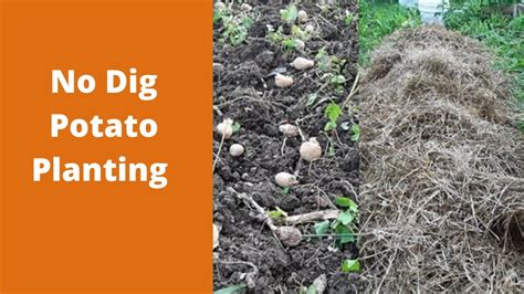 Planting Potatoes No Dig Method Youtube