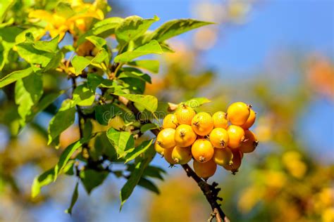 Yellow Crab Apples At A Branch Stock Image Image Of