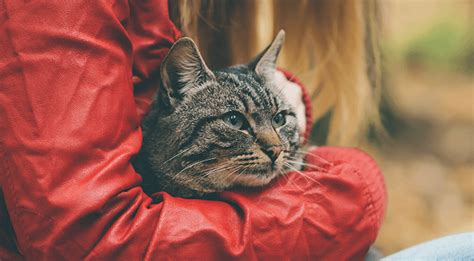 Senior Cat Wellness Exams Plymouth Mi Cat Clinic