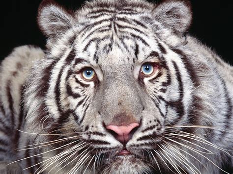 Wallpaper Face Tiger Wildlife Big Cats Whiskers Look Predator