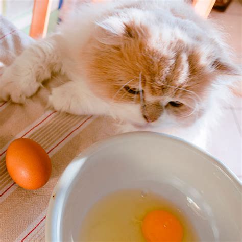 5 Alimentos No Recomendados Para Un Gato Evita Que Los Coma