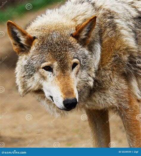 Wolf Stock Image Image Of Nature Hunting Fluffy Serious 5534939