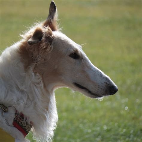 Borzoi Information And Dog Breed Facts