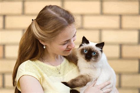 Why Do People Like Cats The Bittersweet Relationship Between Cats And