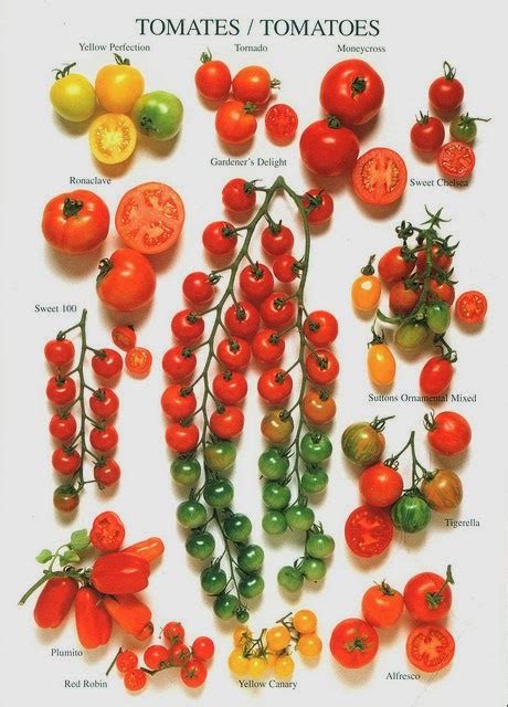 Tomato Varieties 101 Gardening