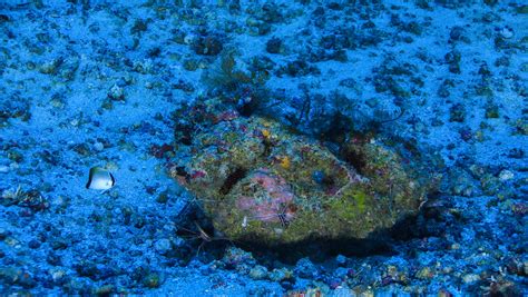 Our Best Look Yet At The Great Amazon Reef