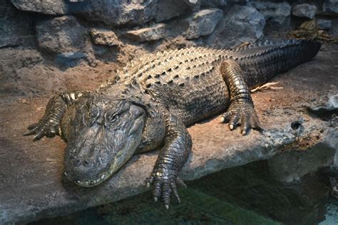 Buffalo Zoos Alligator Retiring To Florida Local News
