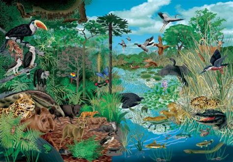 Ciencias De La Naturaleza 3º ¿qué Es Un Ecosistema