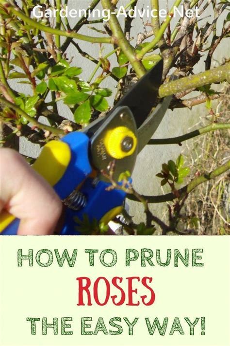Pruning Rose Bushes Learn How To Prune Roses In A Few Simple Steps When To Prune Roses Rose