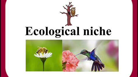 What Is A Niche Ecology And Environment The Virtual
