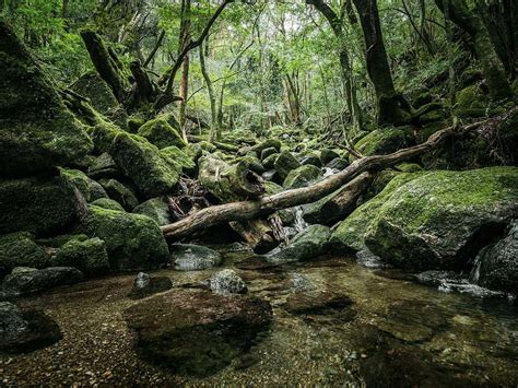 Yakushima - The Forest Spirit: Landscape Photography by Raphael Olivier
