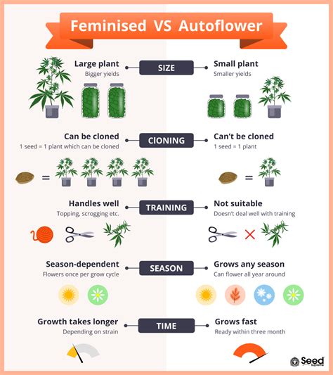 Autoflower Vs Feminized Cannabis Seeds Feel The Difference
