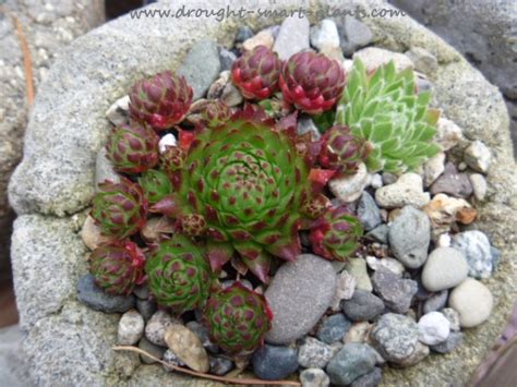 Hedgehog cactus, genus of about 60 species of cacti native to central mexico and the western united states. How to Grow Jovibarba species - allionii, arenaria, hirta ...