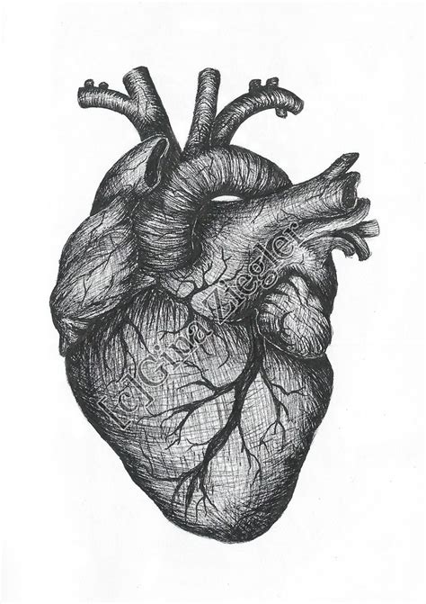 Heart Drawing Human Heart Drawing Anatomical Heart Art