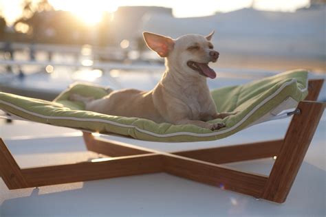 Find Your Picky Pup The Perfect Dog Bed Healthy Paws Pet Insurance