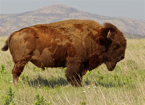 Buffalo Animals Bison Wallpapers Hd Desktop And Mobile Backgrounds