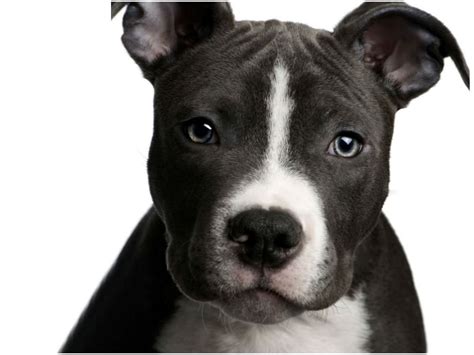 Supplements For A Healthy Pit Bull Coat And Skin Dogs Love Us More