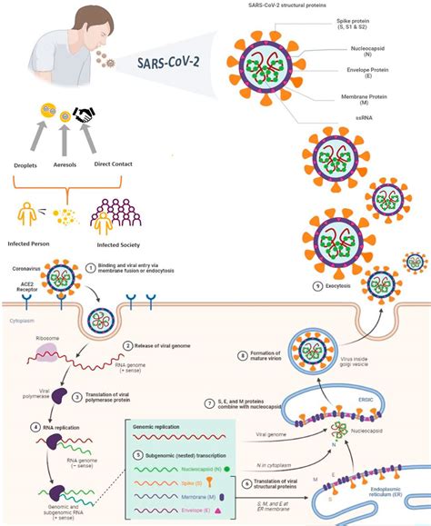 Frontiers Nanotechnology And Covid 19 Prevention Diagnosis Vaccine
