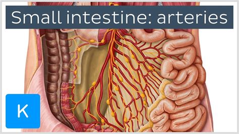 Arteries Of The Small Intestine Preview Human Anatomy Kenhub