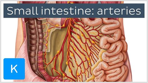 Arteries Of The Small Intestine Preview Human Anatomy Kenhub Hot Sex Picture