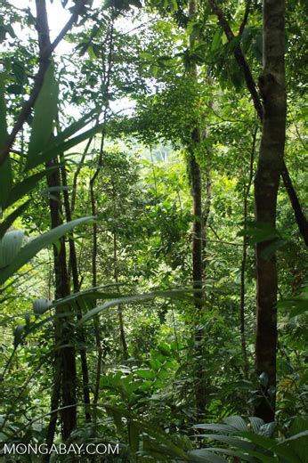 Chocó Rainforest Colombia2149