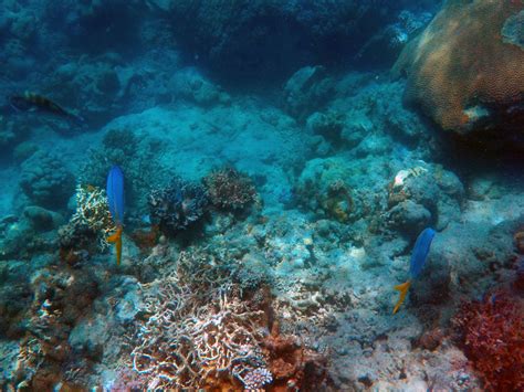 Free Images Nature Ocean Animal Diving Underwater Swim Blue