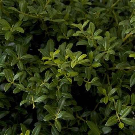 25 Qt Soft Touch Hollyilex Live Evergreen Shrub Finely Textured