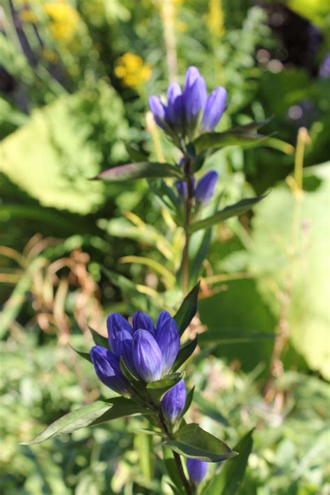 Closed Gentian Gentiana Clausa