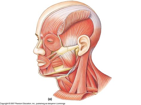 Introduction To Skeletal Muscles Of Head Neck Torso Diagram Quizlet