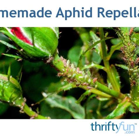 Homemade Aphid Repellant Get Rid Of Aphids Aphid Spray Aphids