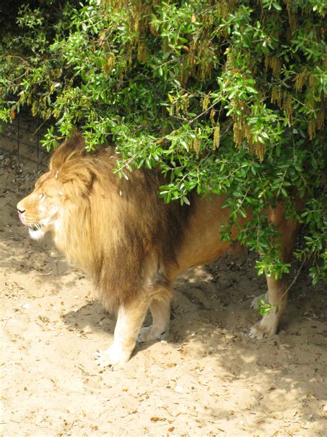 Lion Du Zoo De La Palmyre Pays Royannais Charente Maritime Tourisme