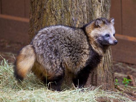 A Raccoon Dog Two Of My Favorite Animals Together Strange How Many