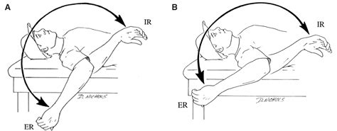 The Long Bones Anatomy Of The Shoulder Joint