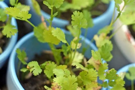 A Guide To Planting Cilantro In A Pot Grower Today