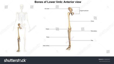 Bones Lower Limb Anterior View 3d 스톡 일러스트 558982687 Shutterstock