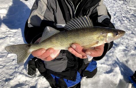 12 Best Ice Fishing Lakes In Wisconsin Best Fishing In America