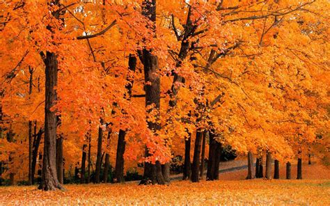 The Science Behind Fall Foliage | Arborscapes - Richmond VA Tree Service