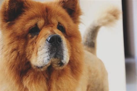 Chow Chow Dog Breed Facts And Personality Traits
