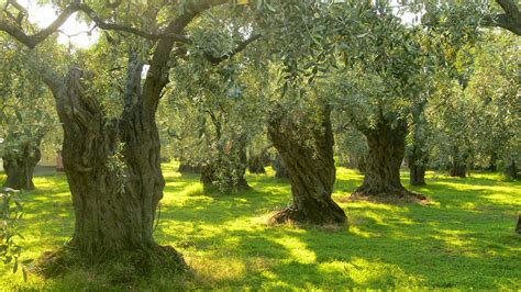 How To Grow An Olive Tree From Seed The Garden Of Eaden