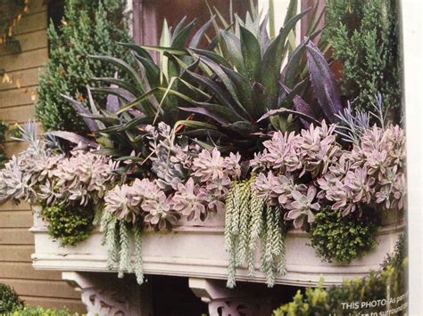 Succulent Window Box Dying Outdoor Living Pinterest