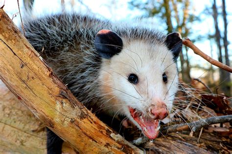 Maybe you would like to learn more about one of these? Possums - Odd and Ancient (Part 1 of 2) | Share the Outdoors