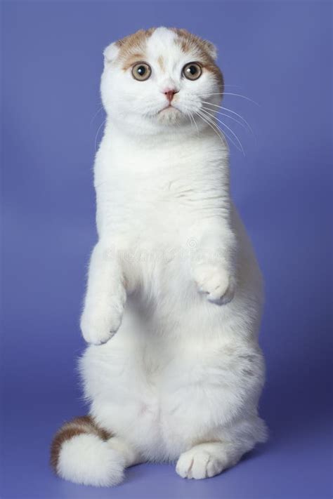 Scottish Fold Cat Stock Photo Image Of Spotty Tail 22104942